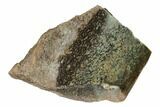 Polished Dinosaur Bone (Gembone) Section - Utah #151435-1